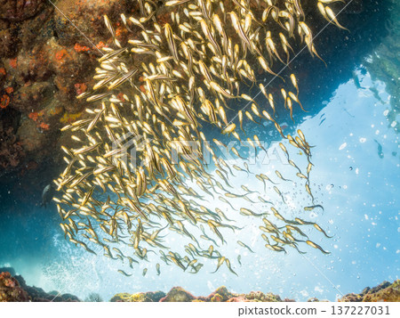 Striped scorpionfish balls. Young striped scorpionfish and others. Hirizohama, Minamiizu-cho, Nakagi, Izu Peninsula, Shizuoka Prefecture - 2025 One of Japan's leading snorkeling spots 137227031