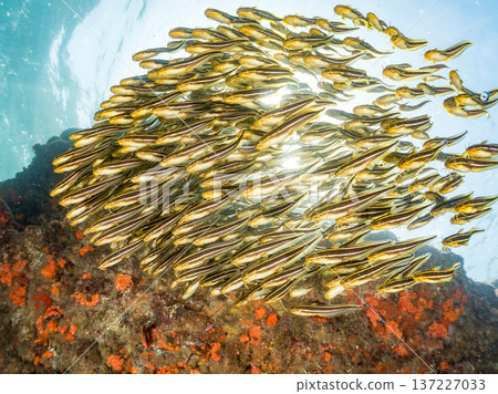 Striped scorpionfish balls. Young striped scorpionfish and others. Hirizohama, Minamiizu-cho, Nakagi, Izu Peninsula, Shizuoka Prefecture - 2025 One of Japan's leading snorkeling spots 137227033