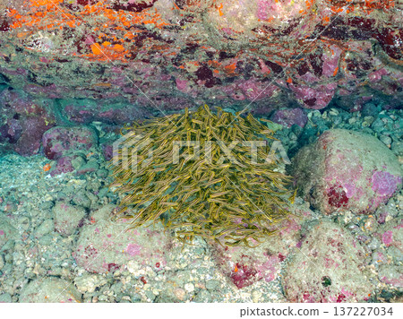 Striped scorpionfish balls. Young striped scorpionfish and others. Hirizohama, Minamiizu-cho, Nakagi, Izu Peninsula, Shizuoka Prefecture - 2025 One of Japan's leading snorkeling spots 137227034