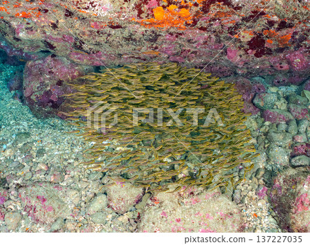 Striped scorpionfish balls. Young striped scorpionfish and others. Hirizohama, Minamiizu-cho, Nakagi, Izu Peninsula, Shizuoka Prefecture - 2025 One of Japan's leading snorkeling spots 137227035