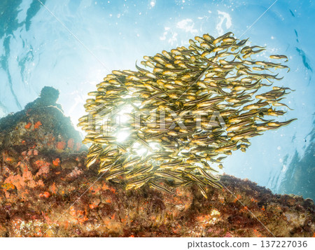 條紋蝎子魚團。幼年條紋蝎子魚及其他魚類。日本靜岡縣伊豆半島中城南伊豆町平枝濱 - 2025 日本頂級浮潛地點之一 137227036