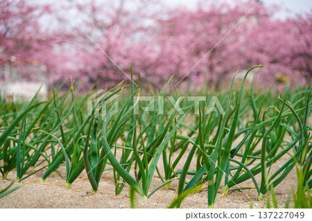 Matsuzaka Kawazu Sakura Matsuzaka Kawazu Sakura 137227049