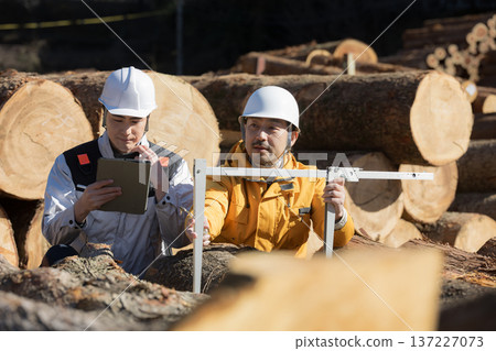 Several people working in primary industries such as forestry. Measuring logs with a vernier caliper. Image of timber materials for real estate. Several people working in primary industries such as forestry. Measuring logs with a vernier caliper. Image of timber materials for real estate. 137227073