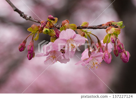Matsuzaka Kawazu Sakura Matsuzaka Kawazu Sakura 137227124