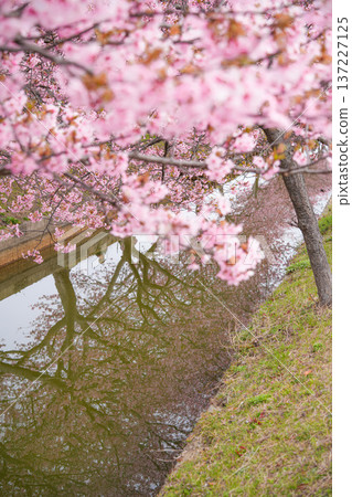 Matsuzaka Kawazu Sakura Matsuzaka Kawazu Sakura 137227125
