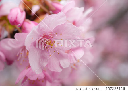 Matsuzaka Kawazu Sakura Matsuzaka Kawazu Sakura 137227126