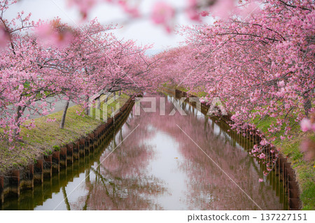 Matsuzaka Kawazu Sakura Matsuzaka Kawazu Sakura 137227151