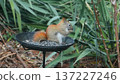 Squirrel eating seeds from a garden bird feeder 137227246