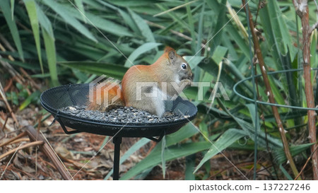Squirrel eating seeds from a garden bird feeder 137227246