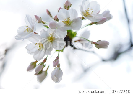Cherry Blossoms Cherry Blossoms 137227248