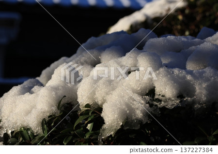 Snow piled up on trees bathed in sunlight Snow piled up on trees bathed in sunlight 137227384
