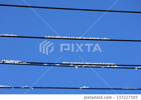 A sunny morning and snow on power lines A sunny morning and snow on power lines 137227385