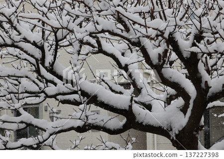 Falling snow and snowy scenery Falling snow and snowy scenery 137227398