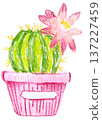 Hand-drawn colored pencil illustration of a blooming cactus in a pink flower pot 137227459
