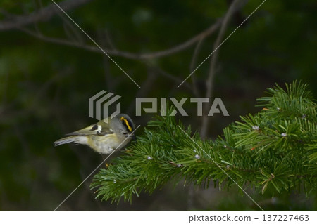 Aikita Daki 137227463