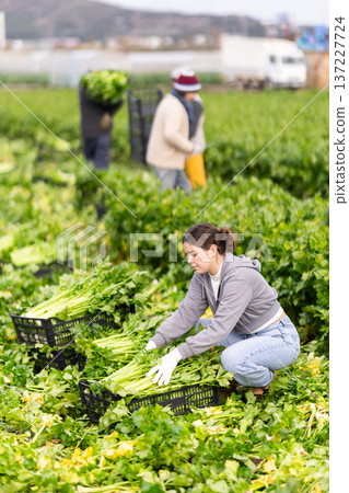 Young woman harvesting celery with agricultural team on the field Young woman harvesting celery with agricultural team on the field 137227724