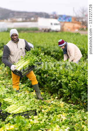 Adult male farmer harvesting celery with team in field 137227726