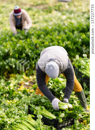 Male farmer harvests natural celery in farmer field 137227735