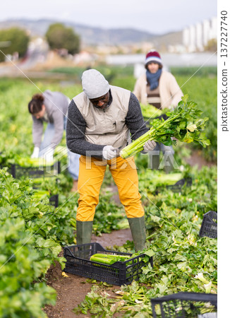 Adult male farmer harvesting celery with team in field 137227740