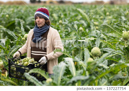 Adult man picking artichokes in field Adult man picking artichokes in field 137227754