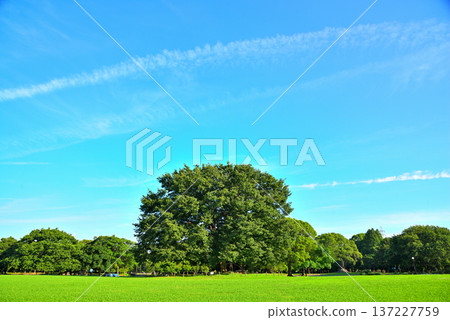 愛知縣:名古屋市莊內綠色公園 愛知縣:名古屋市莊內綠色公園 137227759