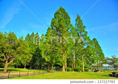 Aichi Prefecture: Shonai Green Park, Nagoya City Aichi Prefecture: Shonai Green Park, Nagoya City 137227765