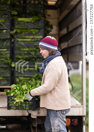 Middle-aged man loading crates of celery into a truck Middle-aged man loading crates of celery into a truck 137227768