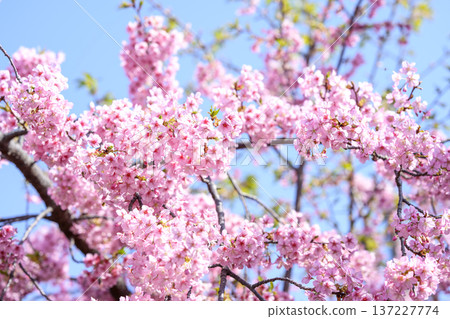 Kawazu cherry blossoms in full bloom Blue sky Cherry blossoms Kawazu cherry blossoms Spring March Image 137227774