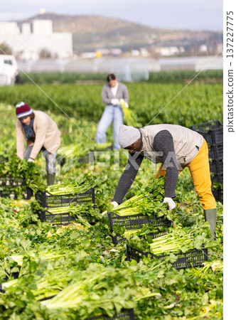 Middle-aged man harvesting celery with agricultural team on the field Middle-aged man harvesting celery with agricultural team on the field 137227775