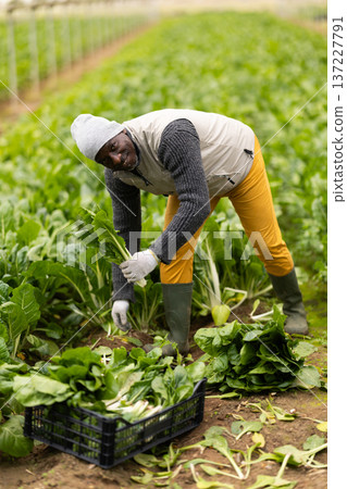 Adult man harvesting chard in field 137227791