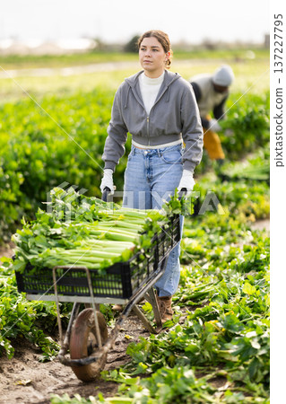 Woman farmer transports celery crop in a garden wheelbarrow 137227795