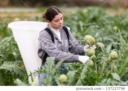 Young woman harvesting artichokes in field 137227796