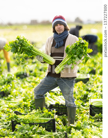 Hired Caucasian man worker with team in field harvesting celery. Hired Caucasian man worker with team in field harvesting celery. 137227800