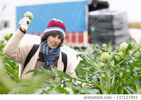 Hired worker picks ripe artichokes in a farmer field Hired worker picks ripe artichokes in a farmer field 137227801