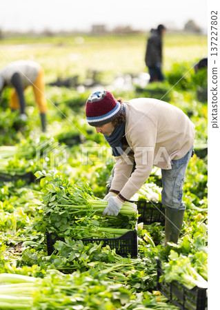 Adult male farmer harvesting celery with team in field Adult male farmer harvesting celery with team in field 137227802