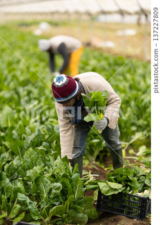 Farmer and other workers harvest chard in farm field Farmer and other workers harvest chard in farm field 137227809