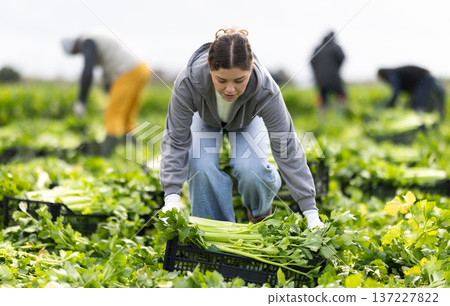 Young woman harvesting celery in a field Young woman harvesting celery in a field 137227822