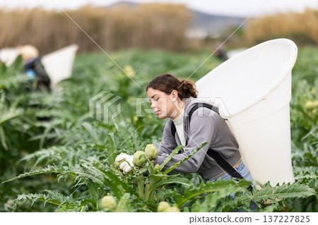 Young woman harvesting artichoke on agricultural field 137227825