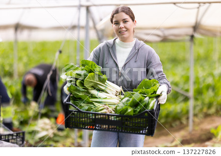 Hired girl worker with team in greenhouse harvesting chard Hired girl worker with team in greenhouse harvesting chard 137227826