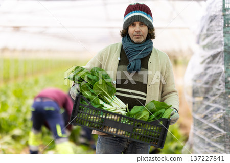 adult man harvests chard in a greenhouse 137227841