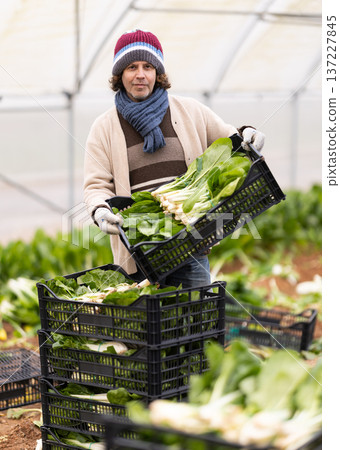 Adult man with harvest of chard 137227845