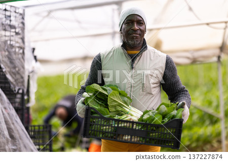 Adult man with box of chard harvest 137227874
