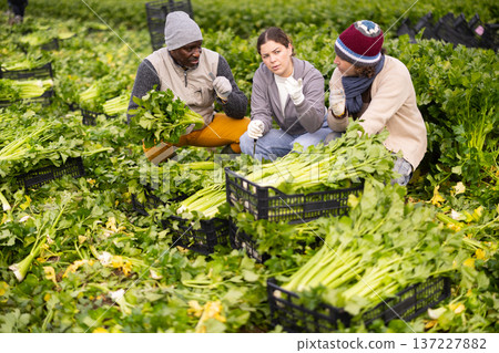 team of farmers harvesting celery 137227882