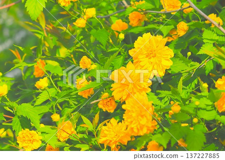 Vivid golden double-flowered kerria 137227885