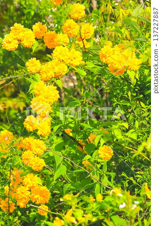 Bright golden yellow Yamabuki flowers 137227887