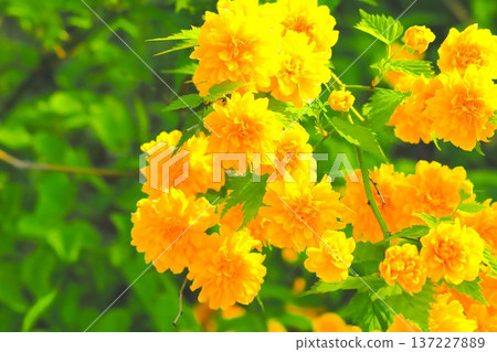 Bright golden double-flowered Yamabuki flowers Bright golden double-flowered Yamabuki flowers 137227889