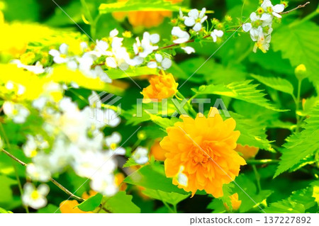 明亮的金黃色山吹花和白色的繡線菊 明亮的金黃色山吹花和白色的繡線菊 137227892