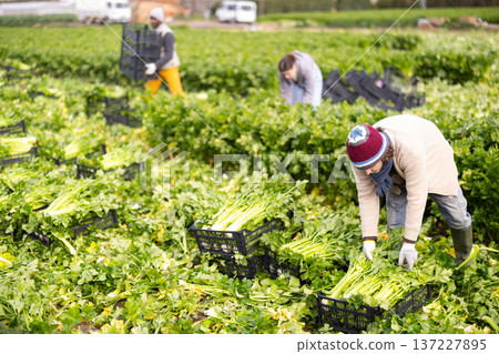 Middle-aged man harvesting celery with agricultural team on the field 137227895