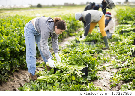 Young female farmer harvesting celery with team in field 137227896