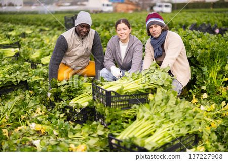 Positive girl plantation garden owner with male helpers standing in field Positive girl plantation garden owner with male helpers standing in field 137227908